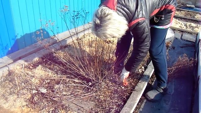 Спирея летнецветущая - весенняя  обрезка.