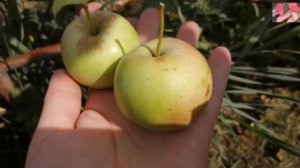 Зимостойкие яблони. Пчелка.