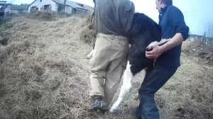 Покупка телят на ферме.