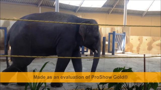 ELEPHANT HOUSE IN ROSTOV ON DON film 1 смотреть онлайн