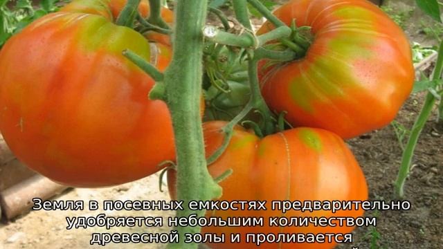 Томат мясистый сахаристый: характеристика и описание сорта смотреть онлайн