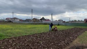 вспашка огорода под зиму мотоблоком / запашка сидератов. перенимаю опыт