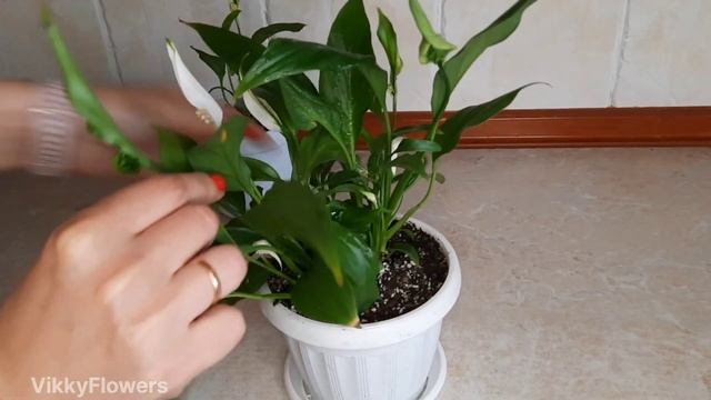 Спатифиллум не цветет! Что делать? Мой опыт??
