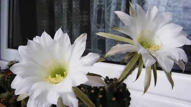 Cactus Echinopsis subdenudata blooming