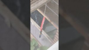 Убийство шершней часть 2. Электрическая мухобойка подвязаны на верёвке