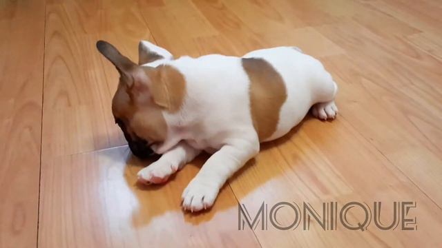 Французики: когда вся красота в ушах