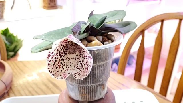 Пафиопедилум Paphiopedilum Bellatulum Уход в домашних условиях