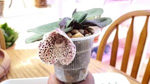 Пафиопедилум Paphiopedilum bellatulum Уход в домашних условиях