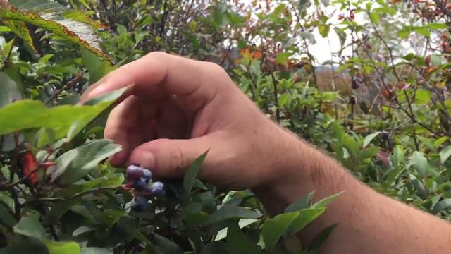 Blueberry Picking on the Blue Ridge Parkway in Asheville, NC смотреть онлайн