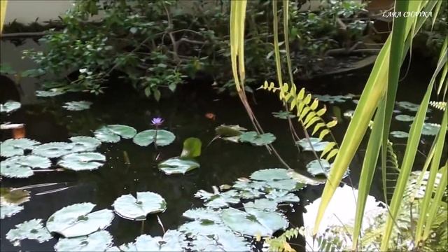 Животный мир Мальдив. Fauna of the Maldives. смотреть онлайн