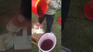Как почистить ведро брусники за пару минут?