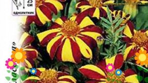 Бархатцы отклоненные. Краткий обзор, описание характеристик tagetes patula nana Арлекин