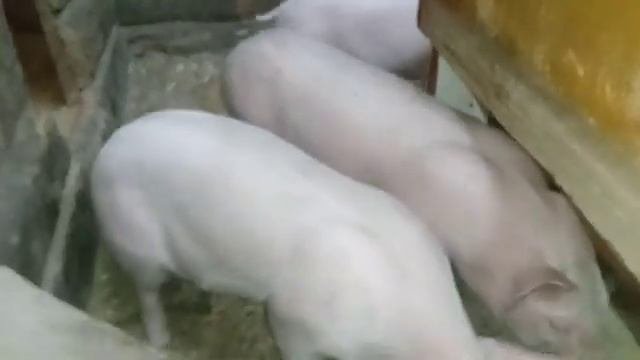 бункерная кормушка для поросят из подручных материалов. Просто и эффективно!!!!