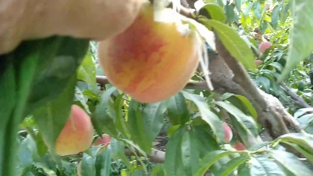 Персик Т5 - ТОП СВИТ. Сравнение 12летнего дерева с 6 летним. смотреть онлайн