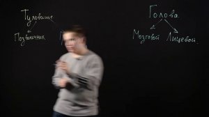 Биология 8 класс: Скелет головы и туловища