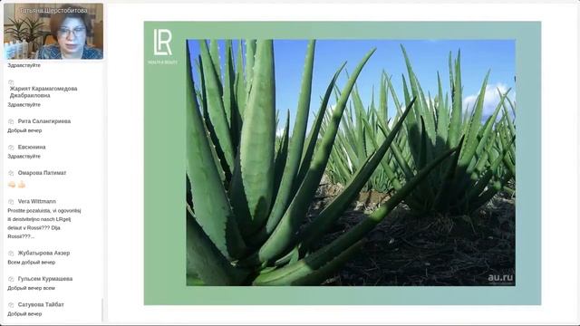 Aloe Vera LR: где выращивается, Aloe Vera или алоэ древовидный (столетник), активация, производство смотреть онлайн