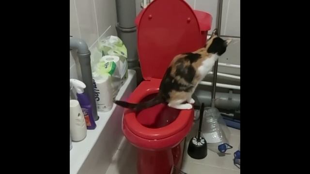 Выкормленный из соски КОТЁНОК СПУСТЯ ГОД! Выросло что-то невероятное ?