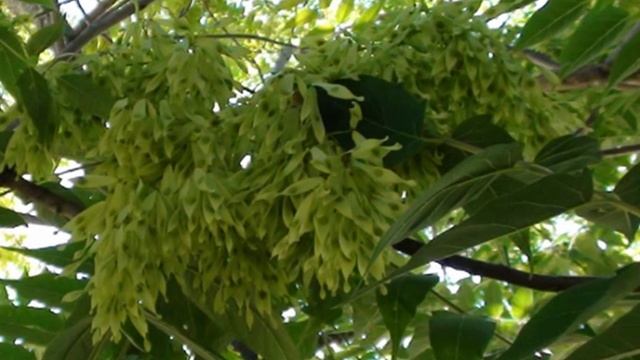 Tree of Heaven Stink tree Ailanthus altissima P.Getto palm. смотреть онлайн