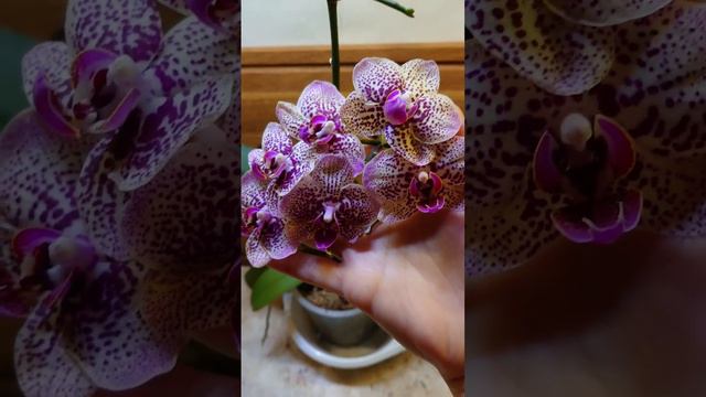 Орхидея Барнео/Phal. Borneo, multiflora, aroma