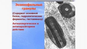 лейкоциты в крови