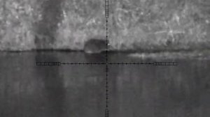 Охота на бобра, на реке! Стрелял в шею. С 223 калибра. Пульсара ультра - 455 LRF