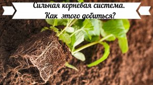 Что делать со слабой корневой системой?