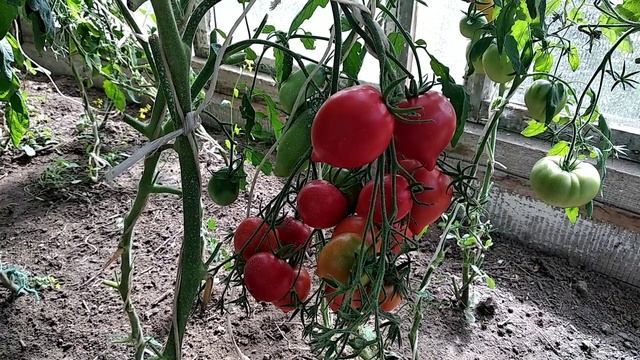 Томат "Юбилейный Тарасенко" моё личное мнение об этом томате. смотреть онлайн