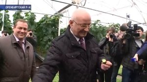 В Черноречье запустили тепличный комплекс