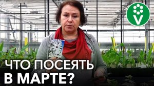 ЧТО ПОСЕЯТЬ В МАРТЕ НА РАССАДУ? Перечень культур и рекомендации по посеву