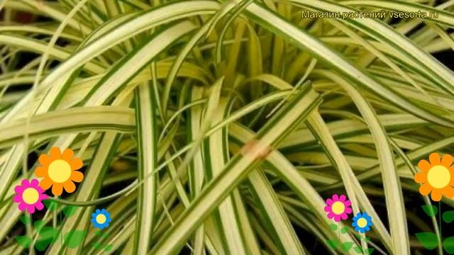 Осока охименская эверголд. Краткий обзор, описание характеристик carex oshimensis Evergold
