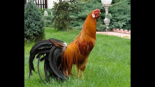 Самые крупные породы