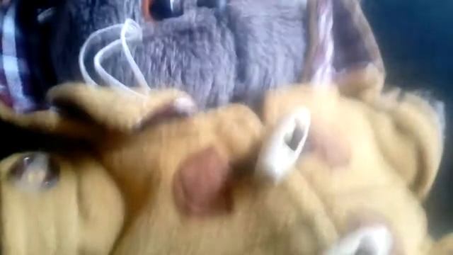 Басики | обзор котов ☺ смотреть онлайн