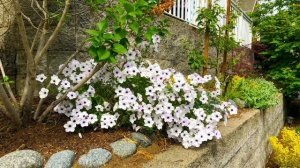 Roberta's 6-Piece Sumo Series Petunias on QVC