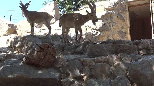 Markhor?Capra Falconeri✅Винторогий козёл