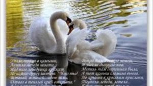 А белый лебедь на пруду