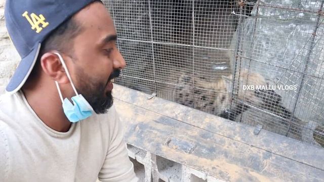 Wildlife park in Umm Al Quwain | Zoo in UAQ | Malayalam Vlog | Must visit place in UAE смотреть онлайн