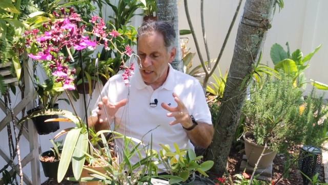 Cattleya forbesii and Encyclia cordigera first blooms