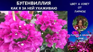 БУГЕНВИЛЛИЯ КАК Я ЗА НЕЙ УХАЖИВАЮ 11.09.2019