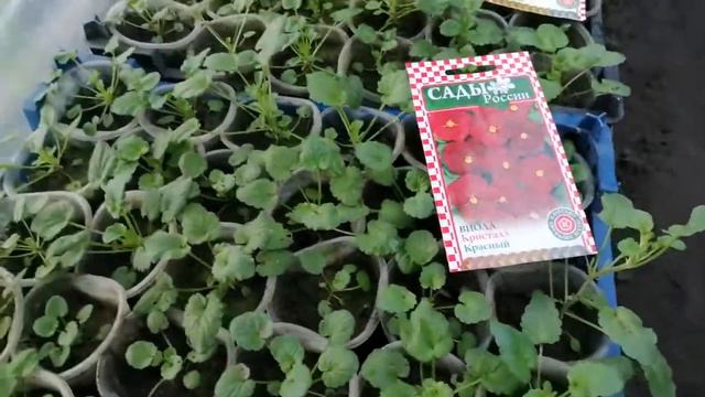 Виола, описание, посев и уход. смотреть онлайн