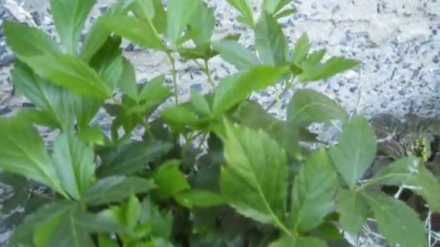 сад22.07.2017-13 смотреть онлайн