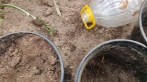 Эустома - зимует дома. (ч.1)