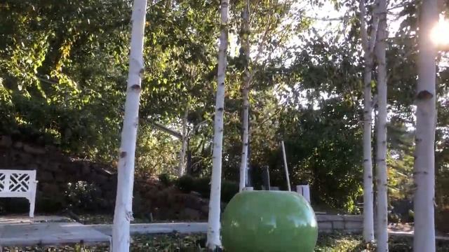 Himalayan White Birch, Betula jacquemontii смотреть онлайн