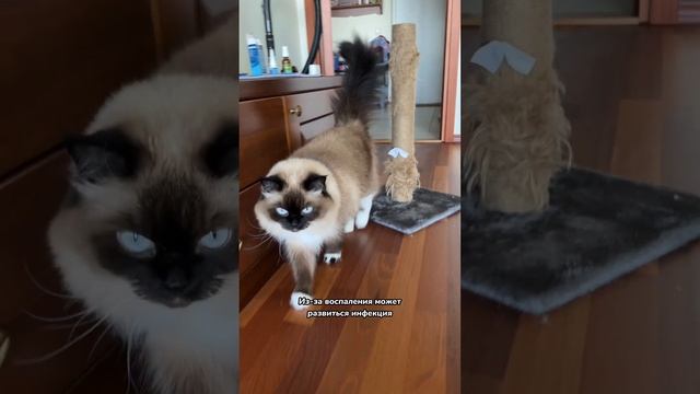 Почему кошкам нельзя мочить уши смотреть онлайн