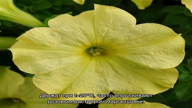 Петуния Софистика Блэкберри – радикально эффектный цвет