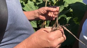 Подсолнечник - достижения и проблемы