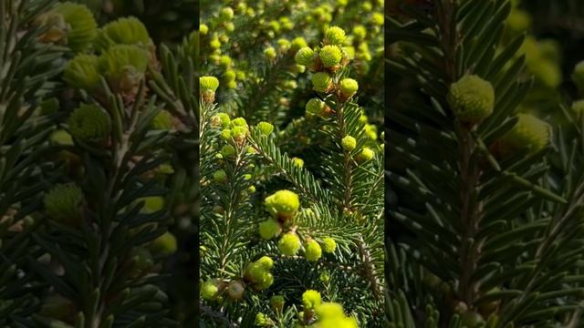 PICEA ABIES “NIDIFORMIS” #picea #ель #ялина #приросты