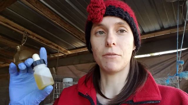 How to Treat Ear Mites смотреть онлайн