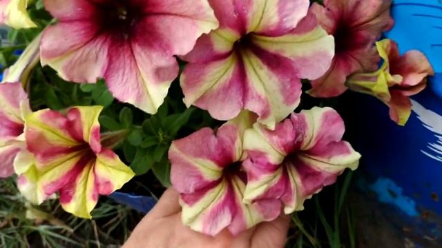 Петуния обрезка и прищипка смотреть онлайн