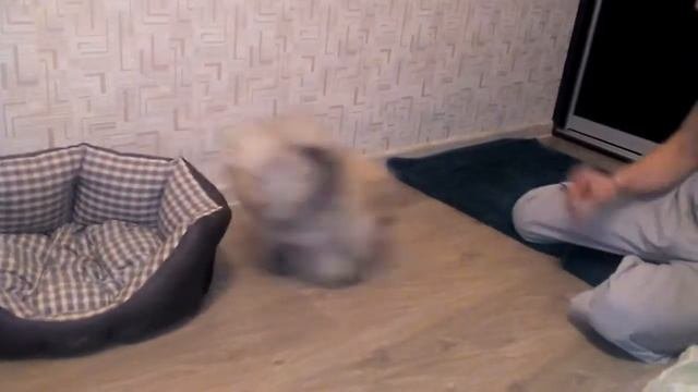 Померанский шпиц Потя 4 месяца