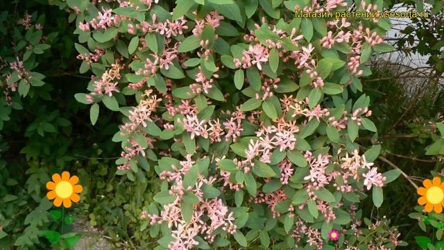 Жимолость татарская. Краткий обзор, описание характеристик, где купить саженцы lonicera tatarica смотреть онлайн